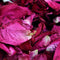 FreshTwigs Dried Rose Petals for Bath, Foot Bath, Wedding Confetti, Crafts, and Accessories - Ooala