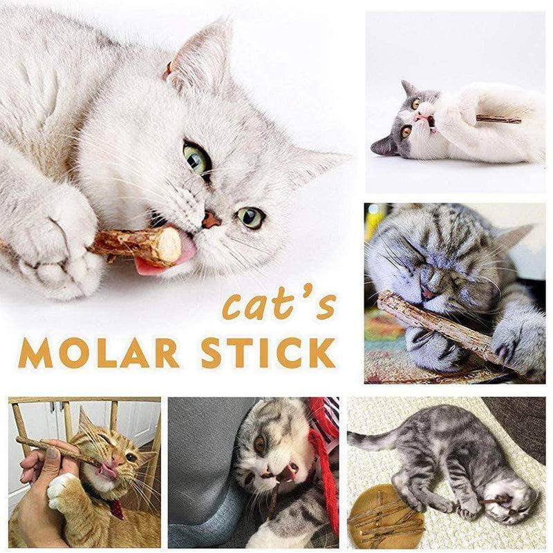 Jozzby Natural Catnip for Cats | Molar Toothpaste Branch Stick for Teeth Cleaning Silvervine - Ooala